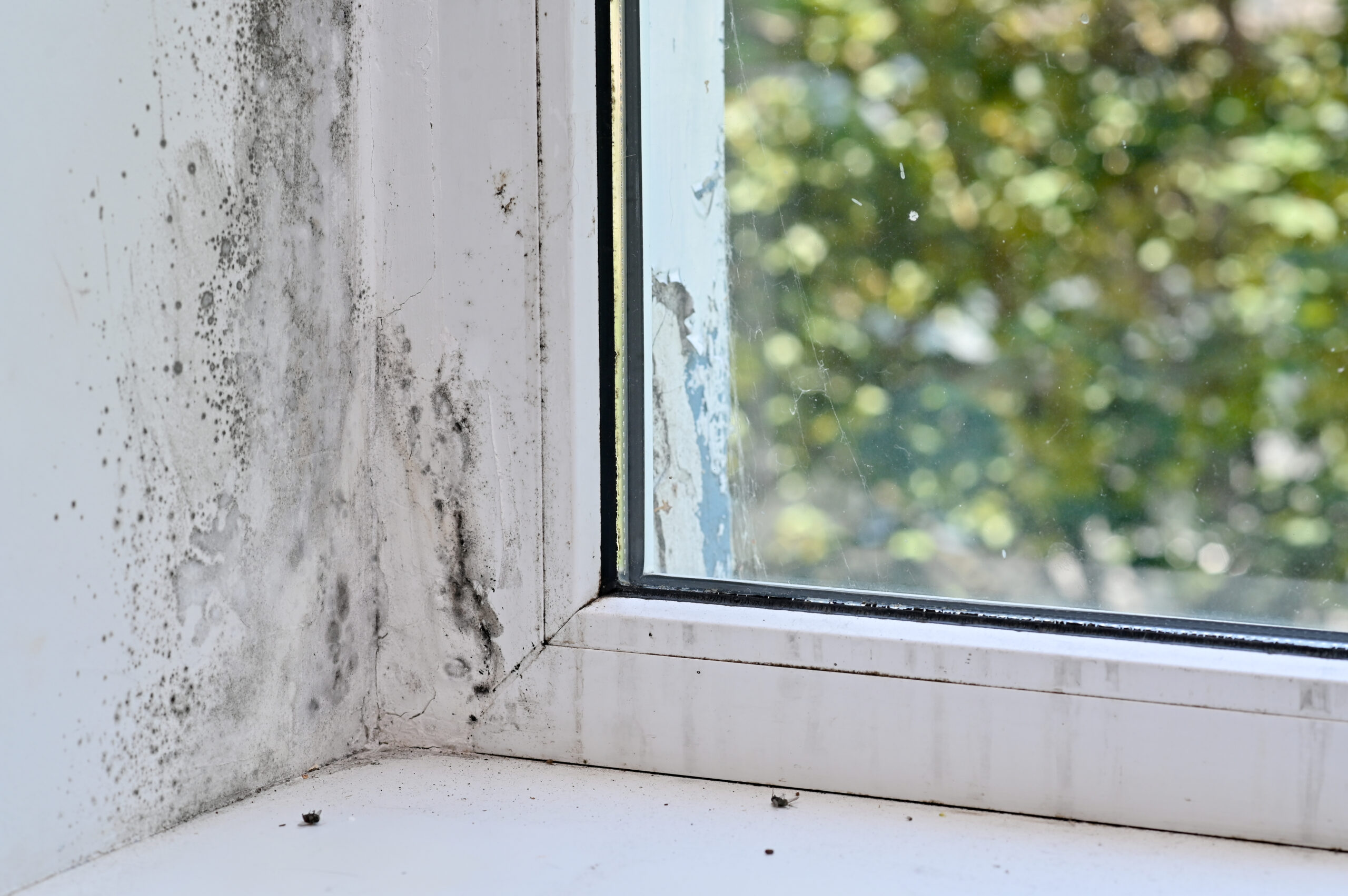 Mold Inspections in Florida